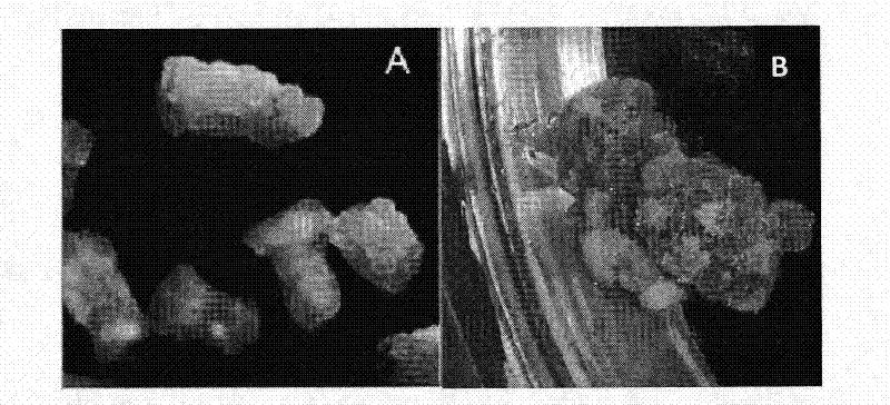 Method using hypocotyl of catharanthus roseus for cultivating regenerated plants