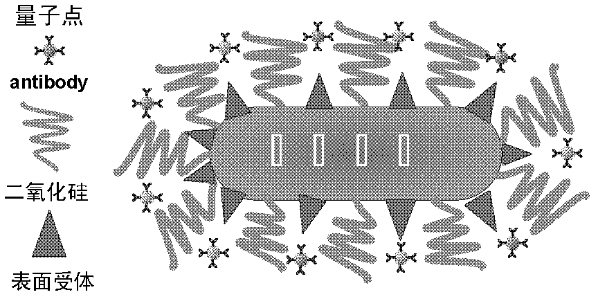 Preparation method of core-shell type nanoparticle