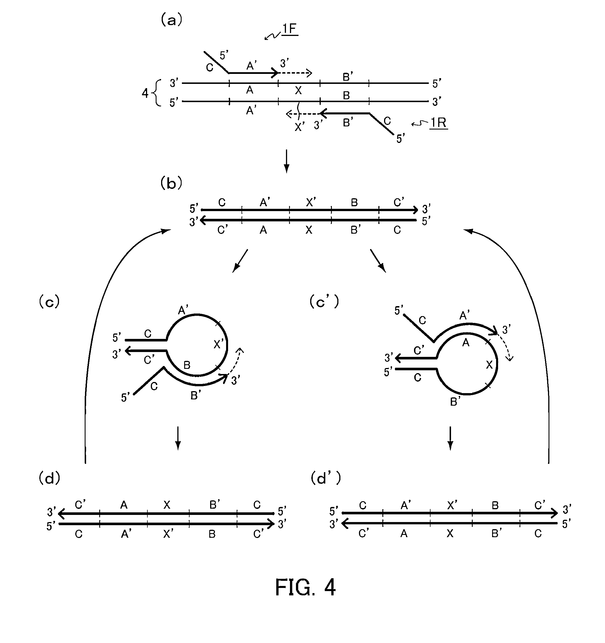 Primer set, method for amplifying target nucleic acid sequence using same, and method for detecting mutated nucleic acid using same