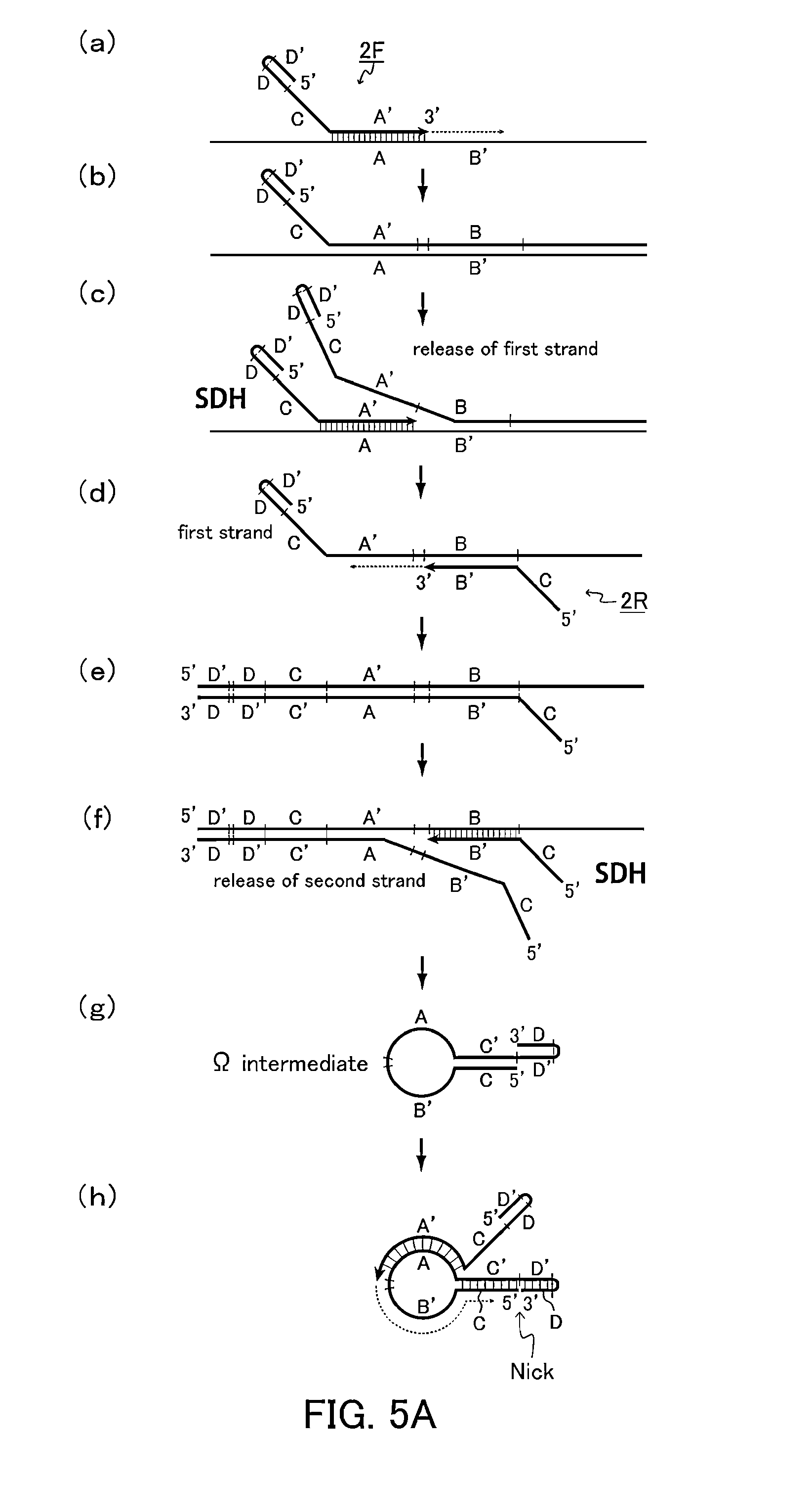 Primer set, method for amplifying target nucleic acid sequence using same, and method for detecting mutated nucleic acid using same