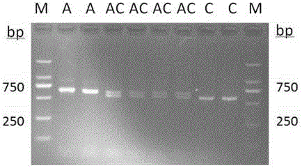 Method of obtaining oyster distant intergeneric hybrid