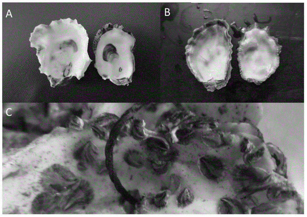 Method of obtaining oyster distant intergeneric hybrid