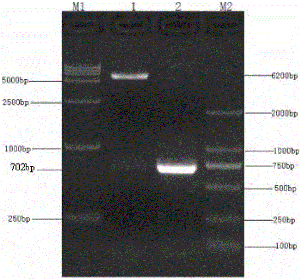 Application of recombinant adenovirus containing porcine circovirus type 2 ORF2 genes as standard sample in nucleic acid amplification testing