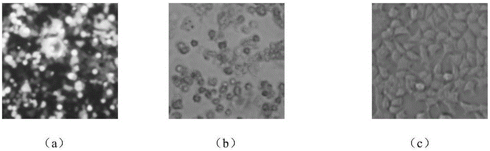 Application of recombinant adenovirus containing porcine circovirus type 2 ORF2 genes as standard sample in nucleic acid amplification testing