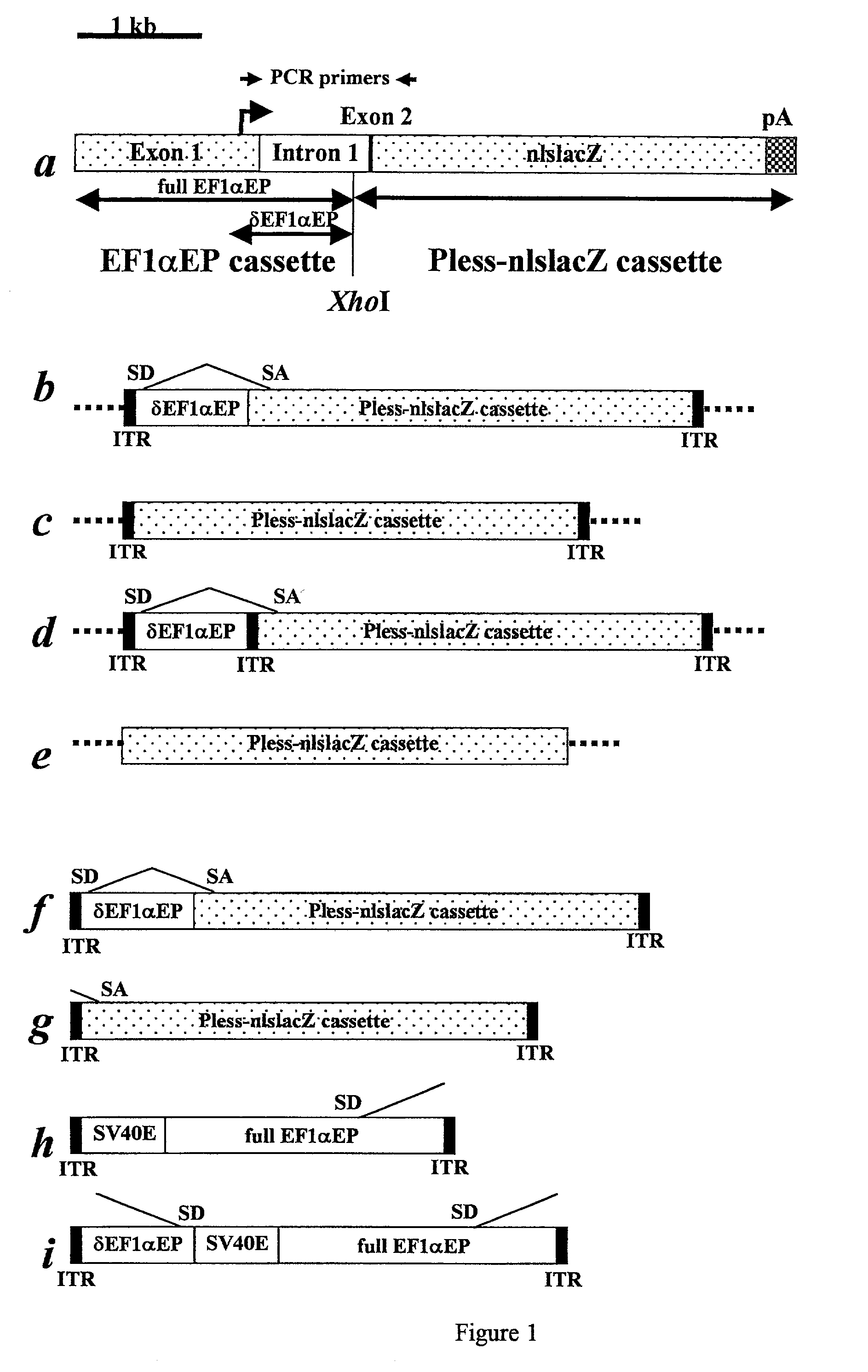 Adeno-associated viral vector-based methods and compositions for introducing an expression cassette into a cell