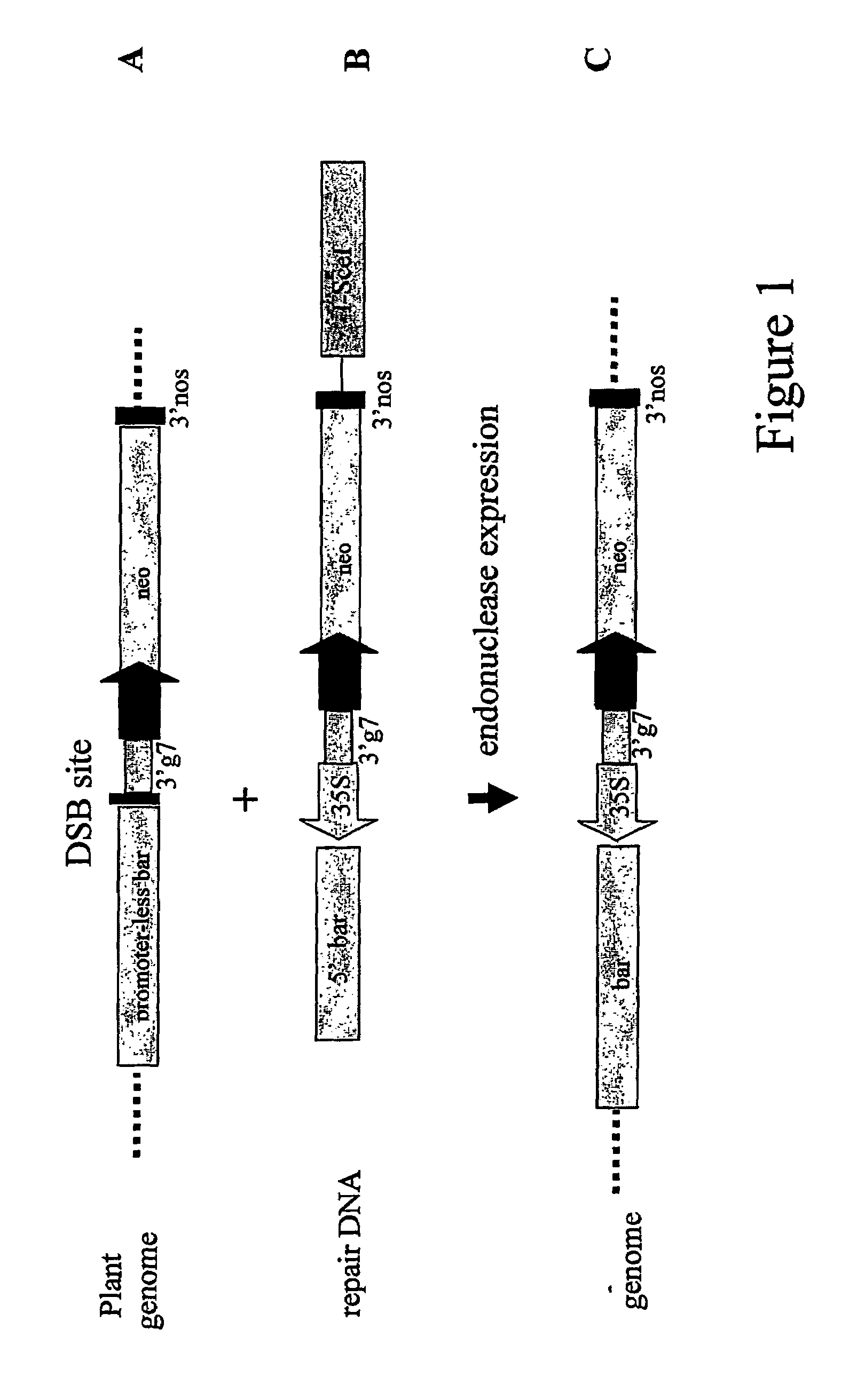 Targeted DNA insertion in plants