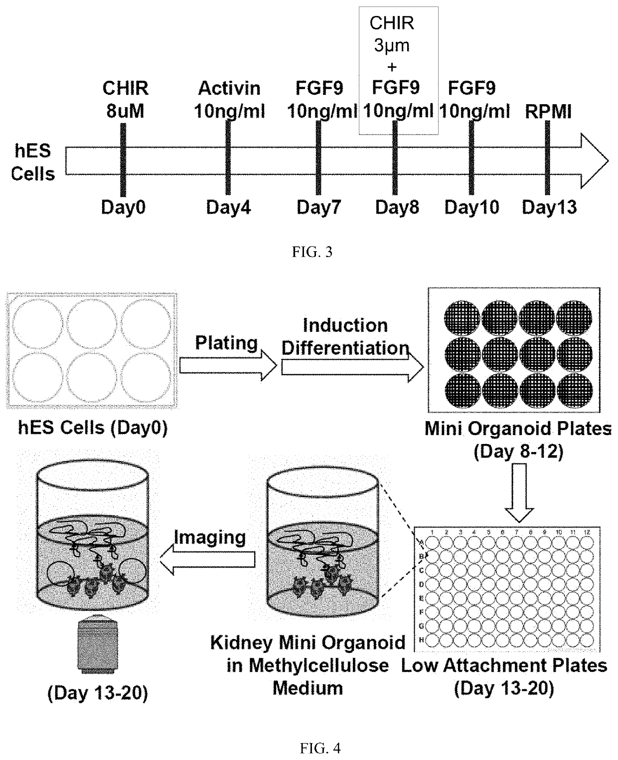 Pluripotent stem cell-directed model of autosomal dominant polycystic kidney disease for disease mechanism and drug discovery