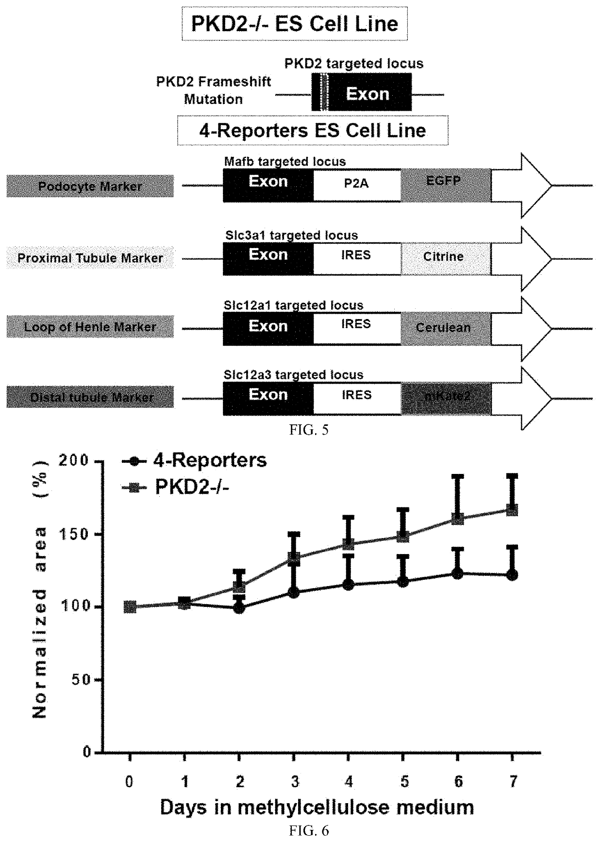 Pluripotent stem cell-directed model of autosomal dominant polycystic kidney disease for disease mechanism and drug discovery