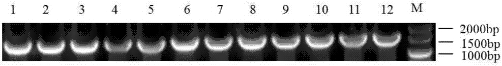 Strawberry flowering gene FvbHLH78 and application thereof