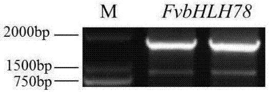 Strawberry flowering gene FvbHLH78 and application thereof