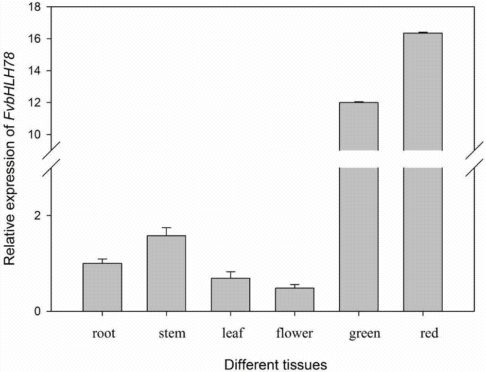 Strawberry flowering gene FvbHLH78 and application thereof