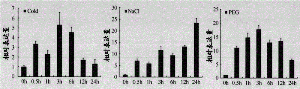 Application of rice osdrap1 gene in enhancing plant drought resistance