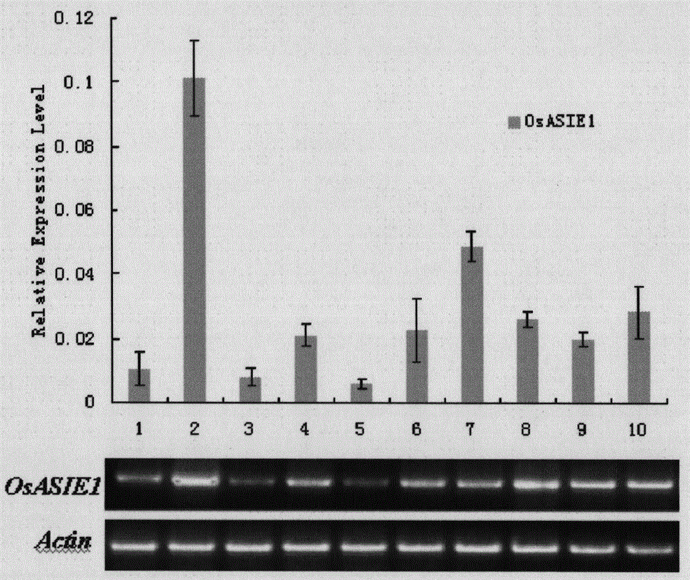 Application of rice osdrap1 gene in enhancing plant drought resistance