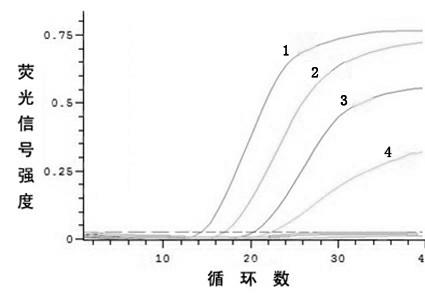 Fluorescence quantitative PCR (polymerase chain reaction) detection kit for salmonella and detection method thereof