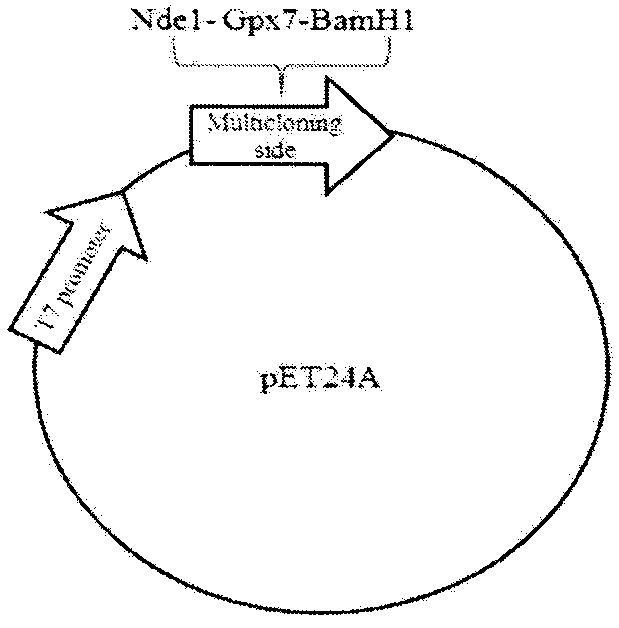 Method for preparing recombinant GPx7 (glutathione peroxidase) protein