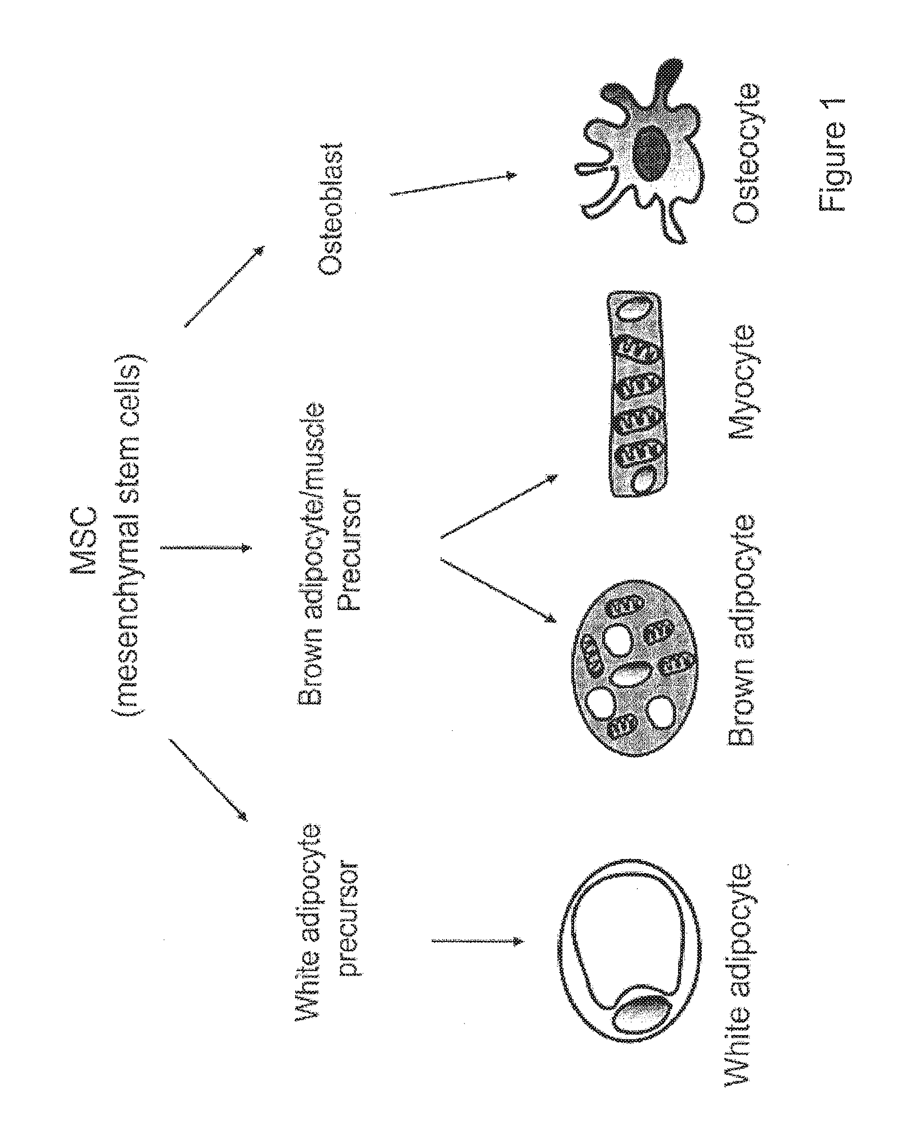 Brown adipocyte modification