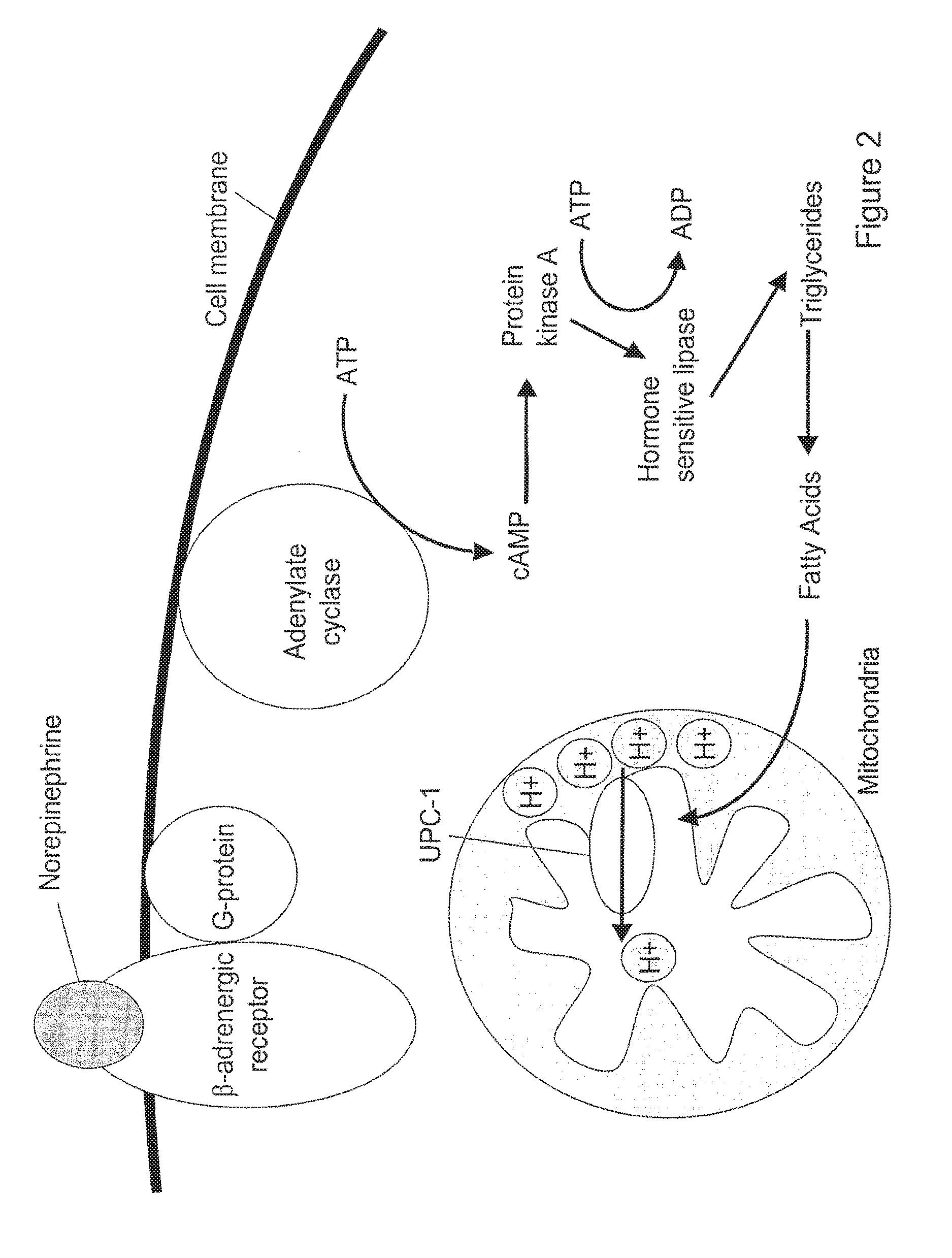 Brown adipocyte modification