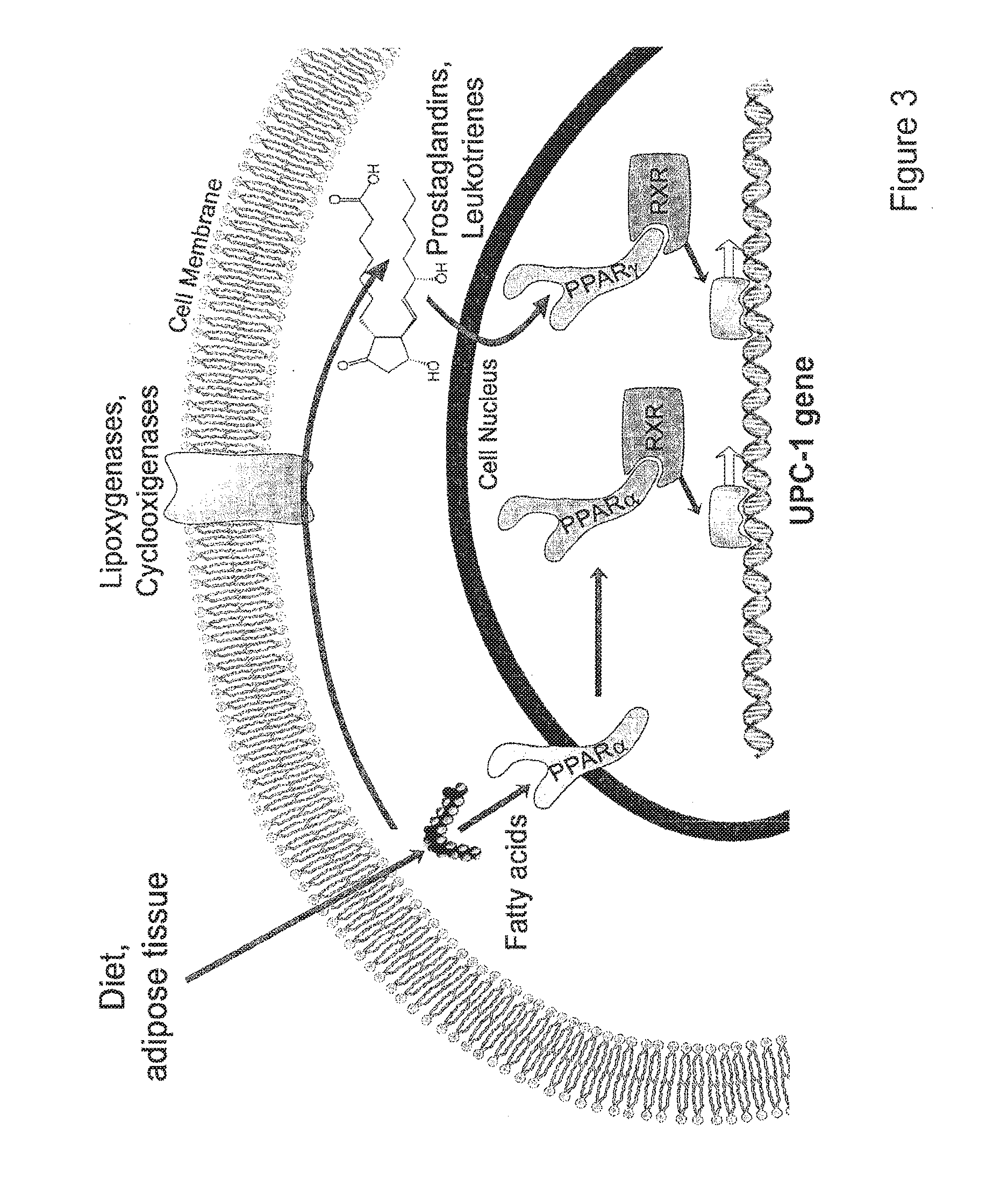 Brown adipocyte modification