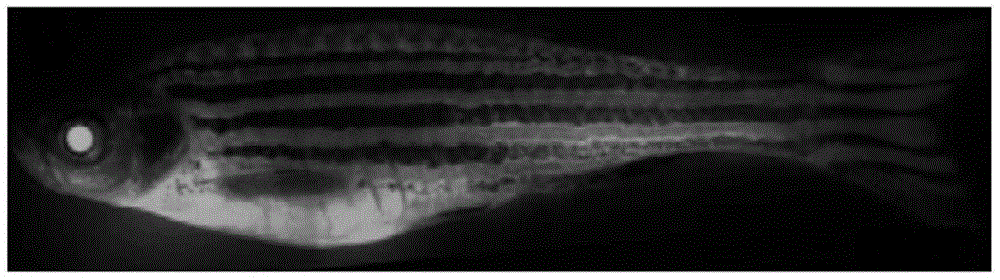 A method for producing color-changing light-induced fluorescent ornamental fish