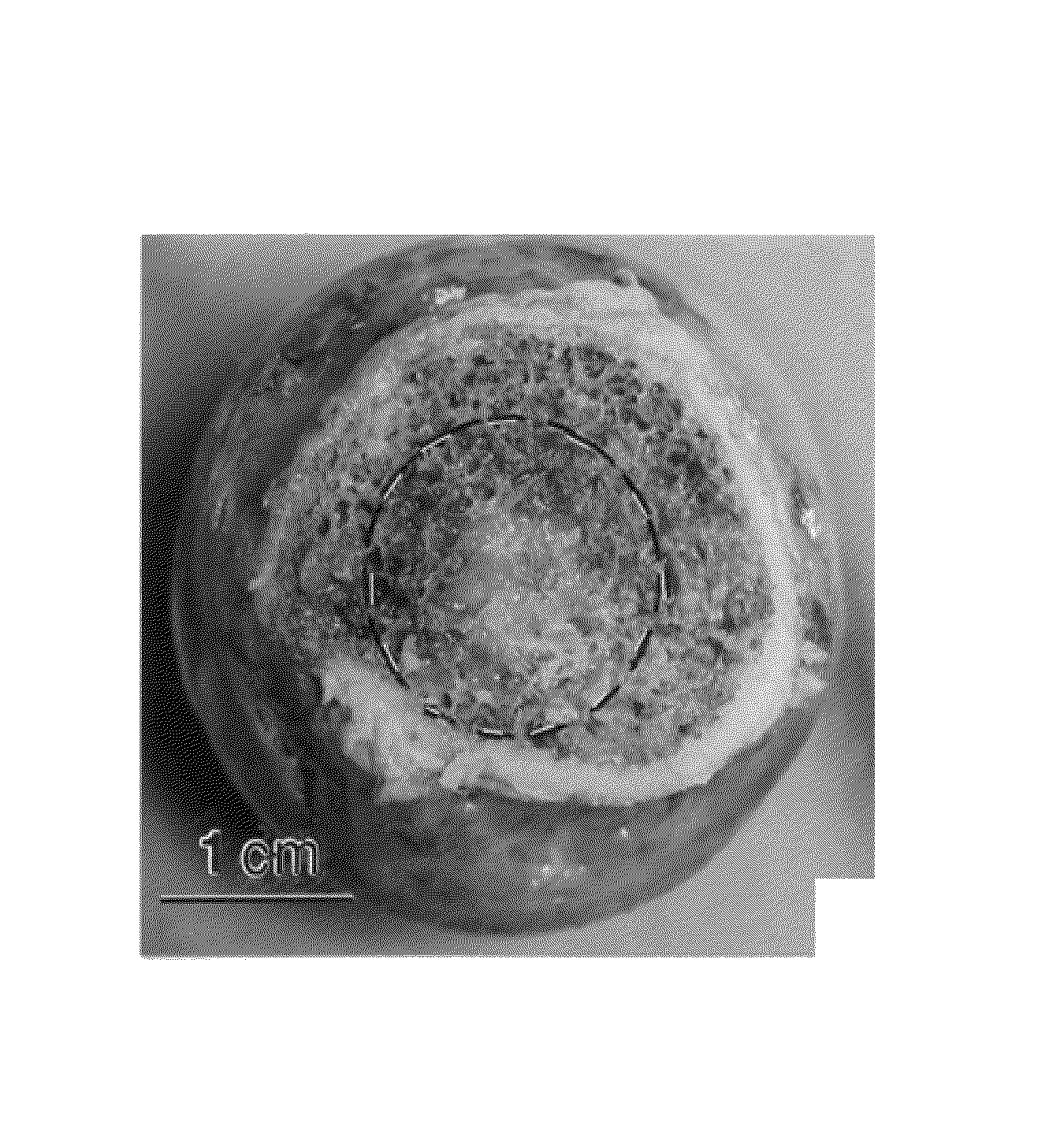 Reticulated mesh arrays and dissimilar array monoliths by additive layered manufacturing using electron and laser beam melting