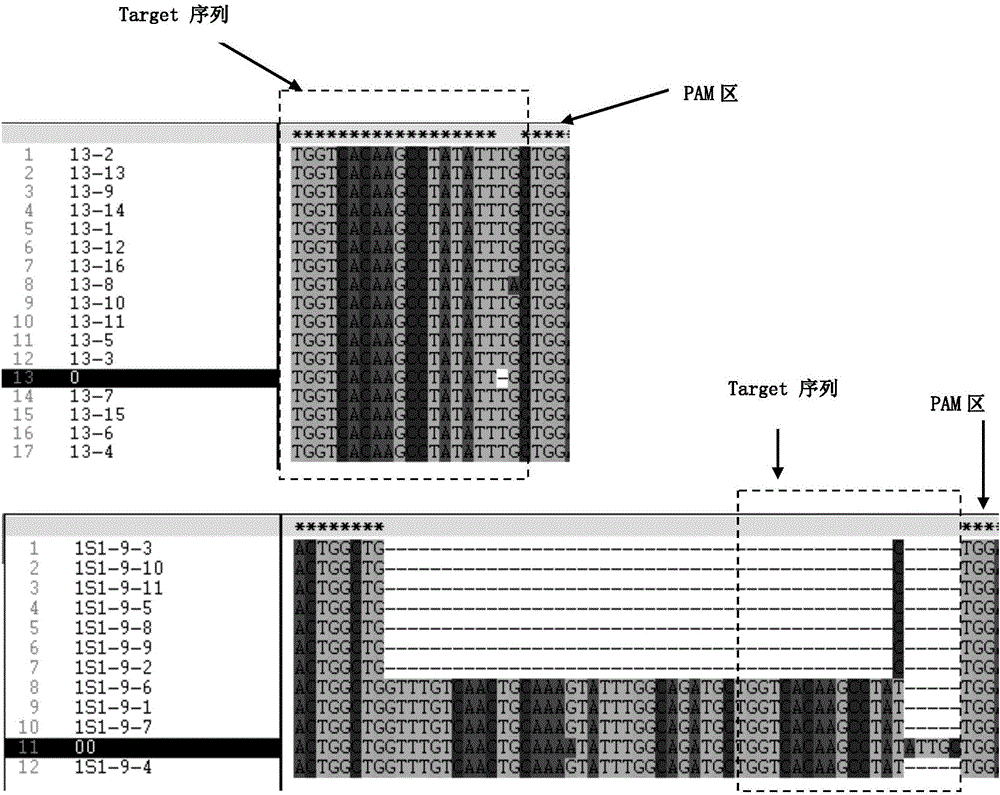 Method for generating alfalfa genome edited homozygous plant