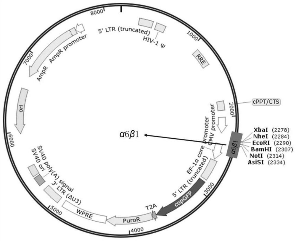 Engineered exosome for high expression of cancer suppression miRNA and targeting lung cancer