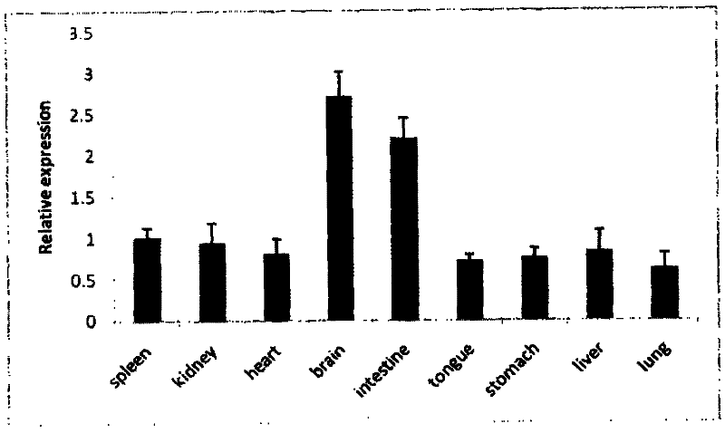 Porcine ROSA26 promoter and application thereof