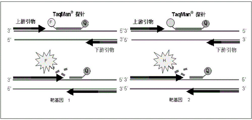 Nucleic acid detection kit for rapidly detecting respiratory syncytial viruses A and B and application of nucleic acid detection kit