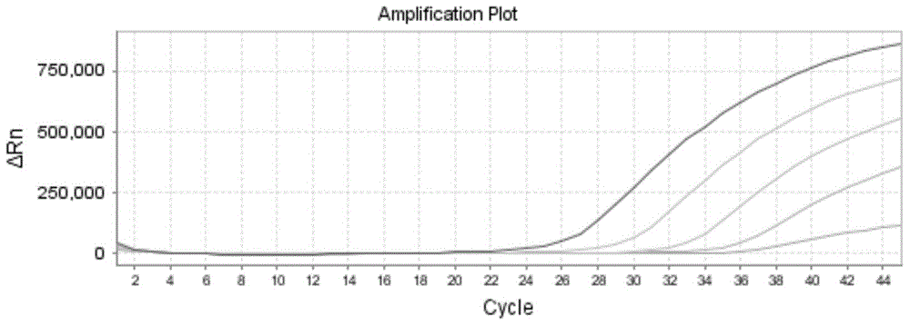 Nucleic acid detection kit for rapidly detecting respiratory syncytial viruses A and B and application of nucleic acid detection kit