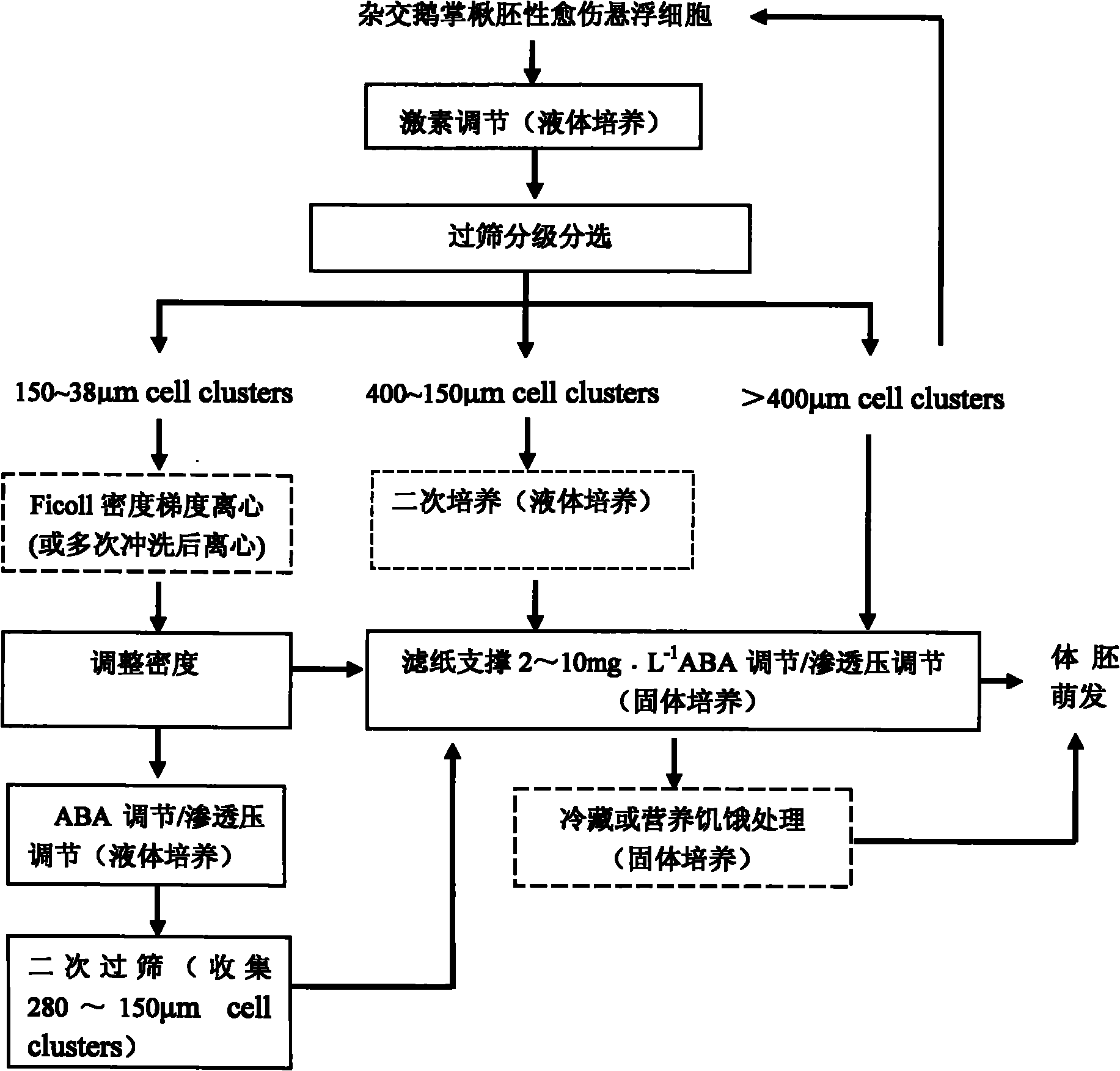 Hybrid liriodendron somatic embryogenesis synchronization control method