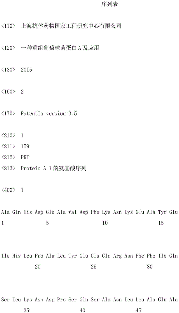 Recombinant staphylococcus protein A and application thereof