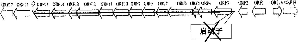 Method for constructing klebsiella with deleted capsula