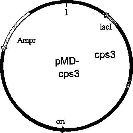 Method for constructing klebsiella with deleted capsula