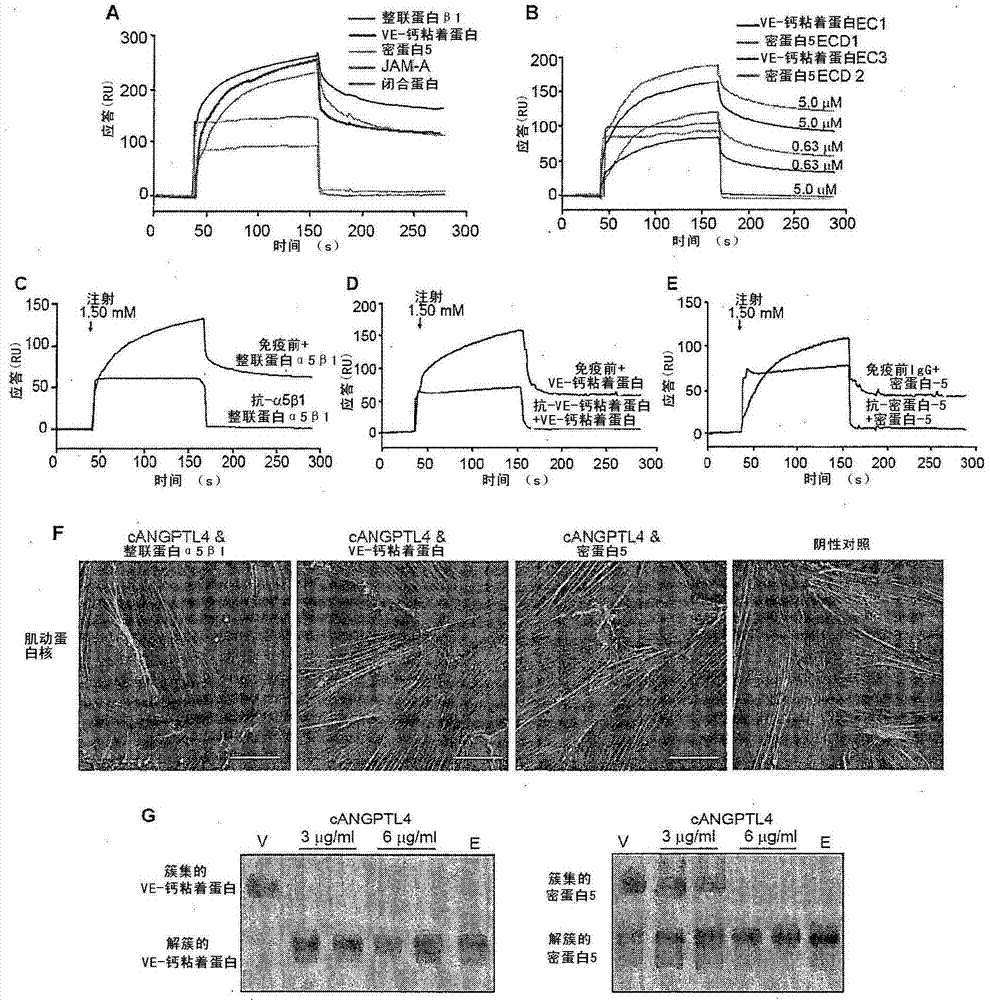 Angiopoietin-like 4 and its use in regulating cellular leakiness