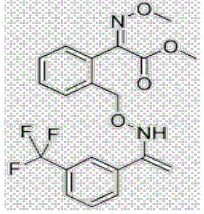 Sterilization composition containing trifloxystrobin and efficient metalaxyl-M