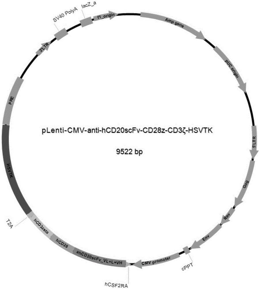 Chimeric antigen receptor immune cell provided with safety switch as well as preparation method and application of chimeric antigen receptor immune cell