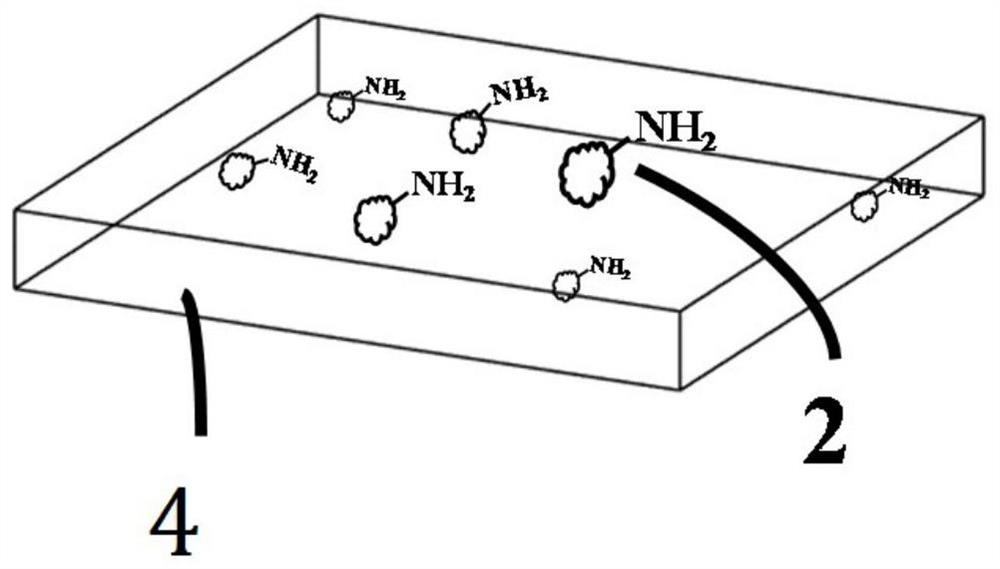 Polydimethylsiloxane film modified by reagent containing amino functional group for detecting trinitrotoluene and preparation method thereof