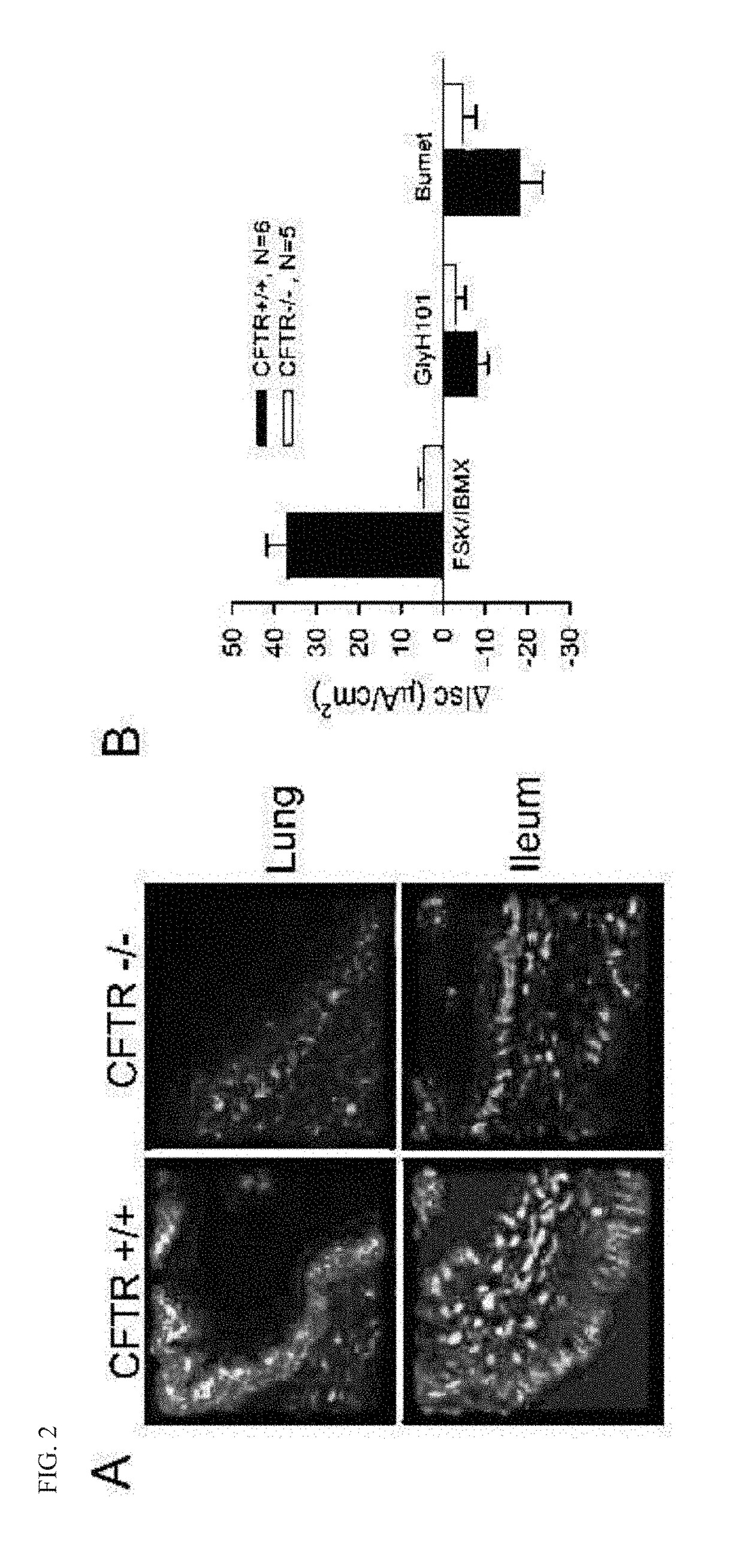 Transgenic animal models for cystic fibrosis