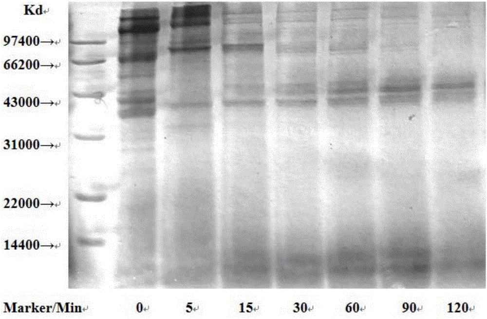 Method for screening potential allergens in food