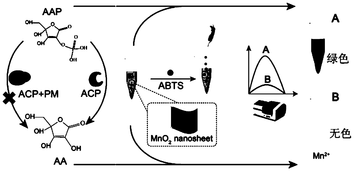 Colorimetric method for detecting acid phosphatase or organophosphorus pesticide on basis of mimic biomimetic oxidase activity of manganese dioxide