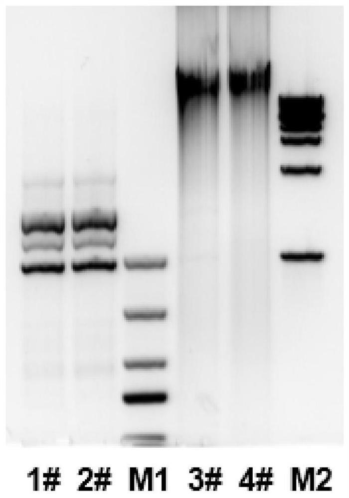 Sperm DNA extraction method