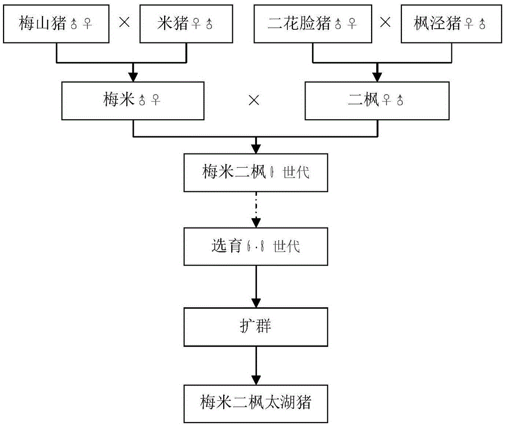 A kind of Taihu pig breeding method