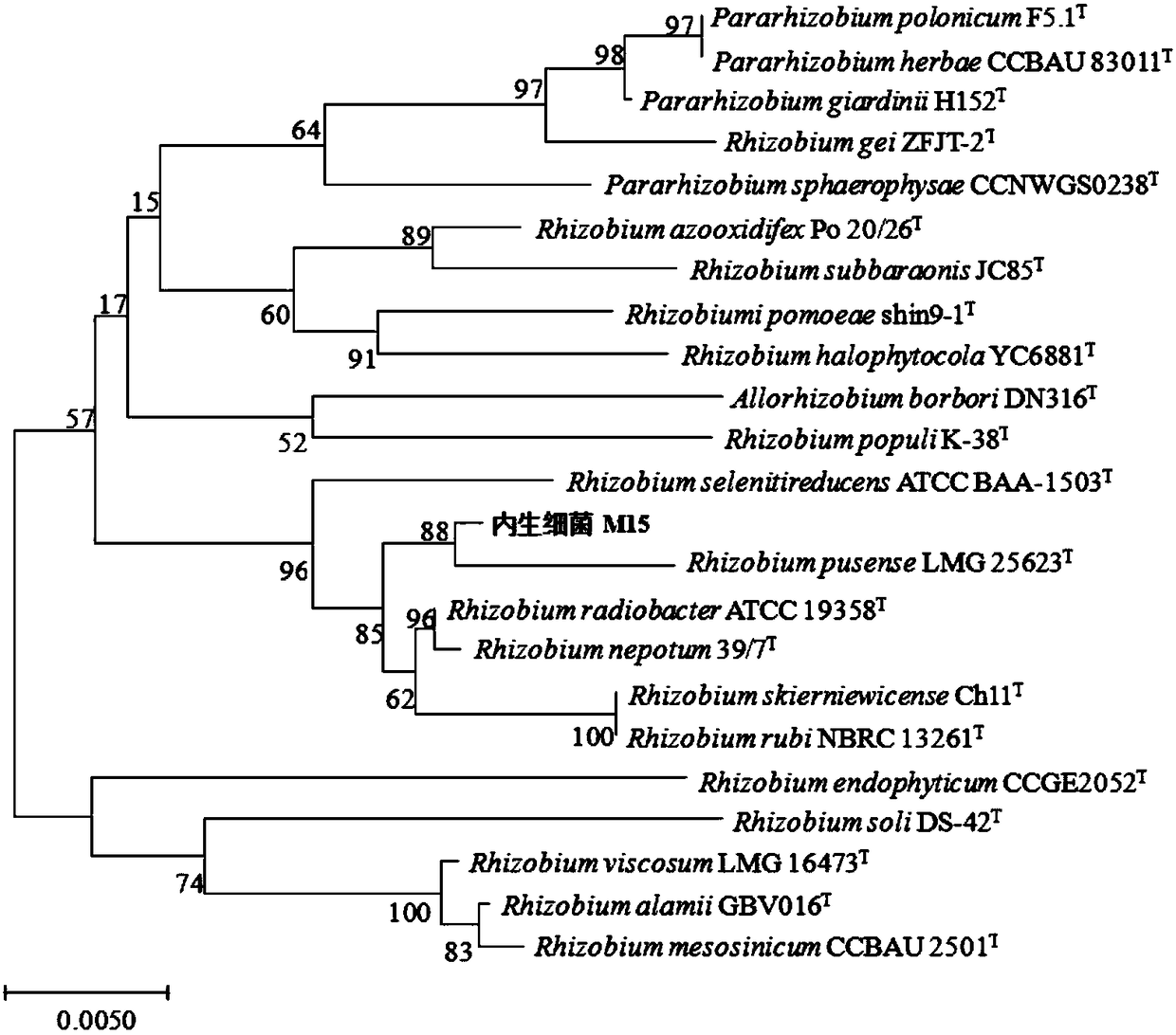 Endogenous growth-promoting rhizobium of rices and application thereof