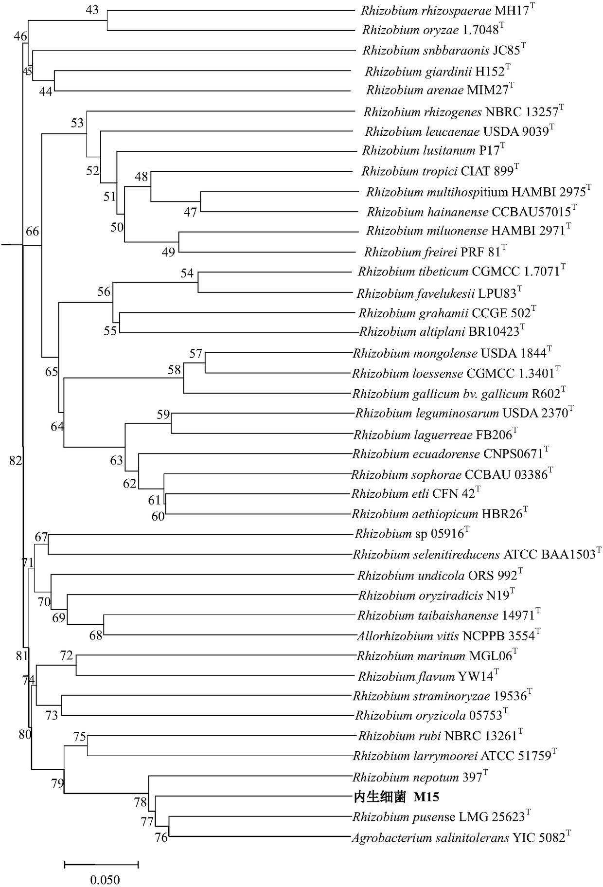 Endogenous growth-promoting rhizobium of rices and application thereof