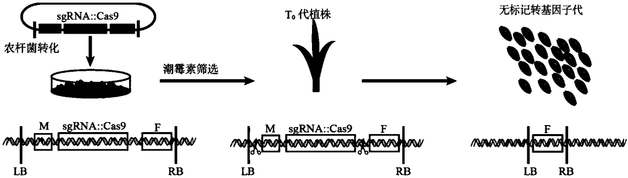 Method for obtaining label-free transgenic plant