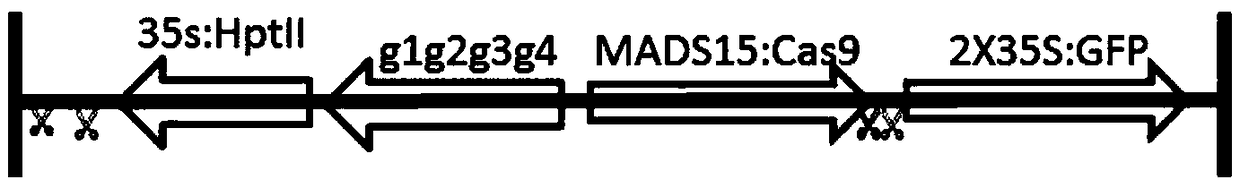 Method for obtaining label-free transgenic plant