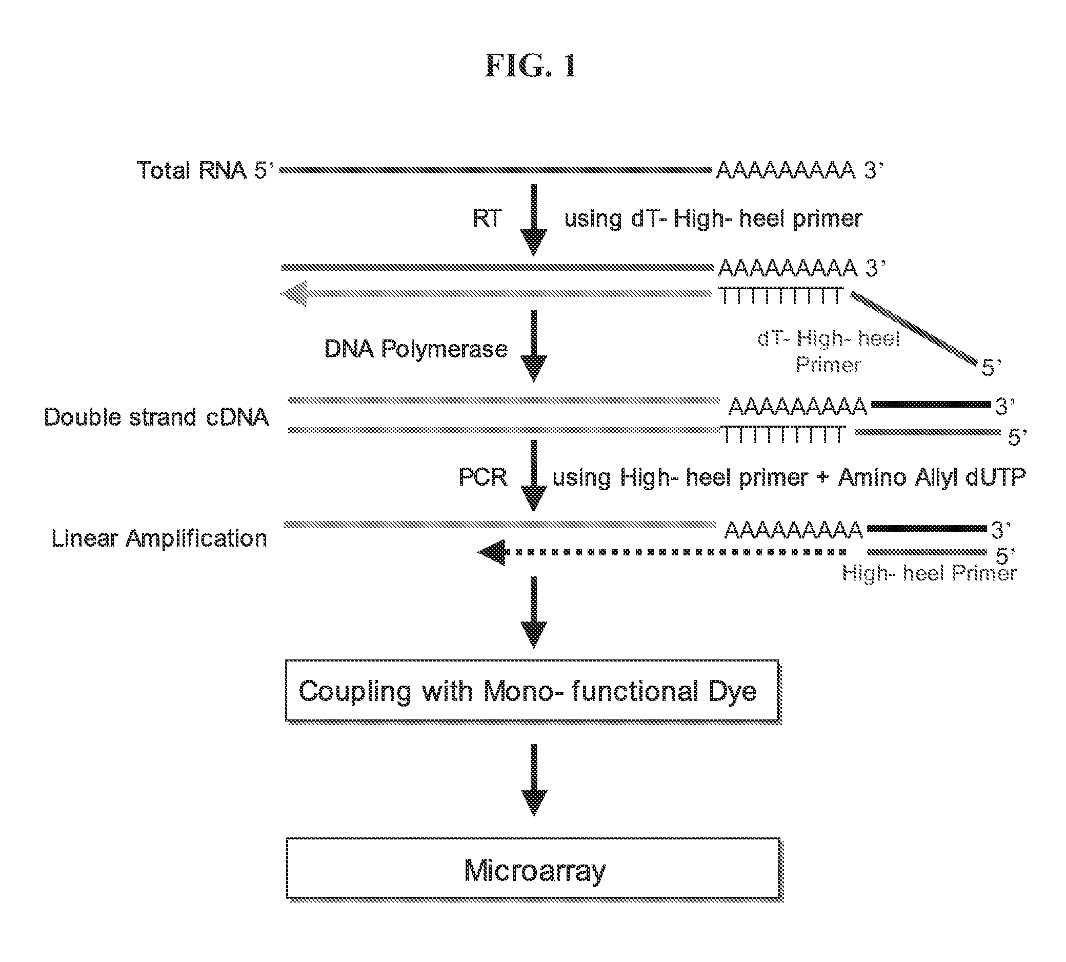 Linear amplification of RNA