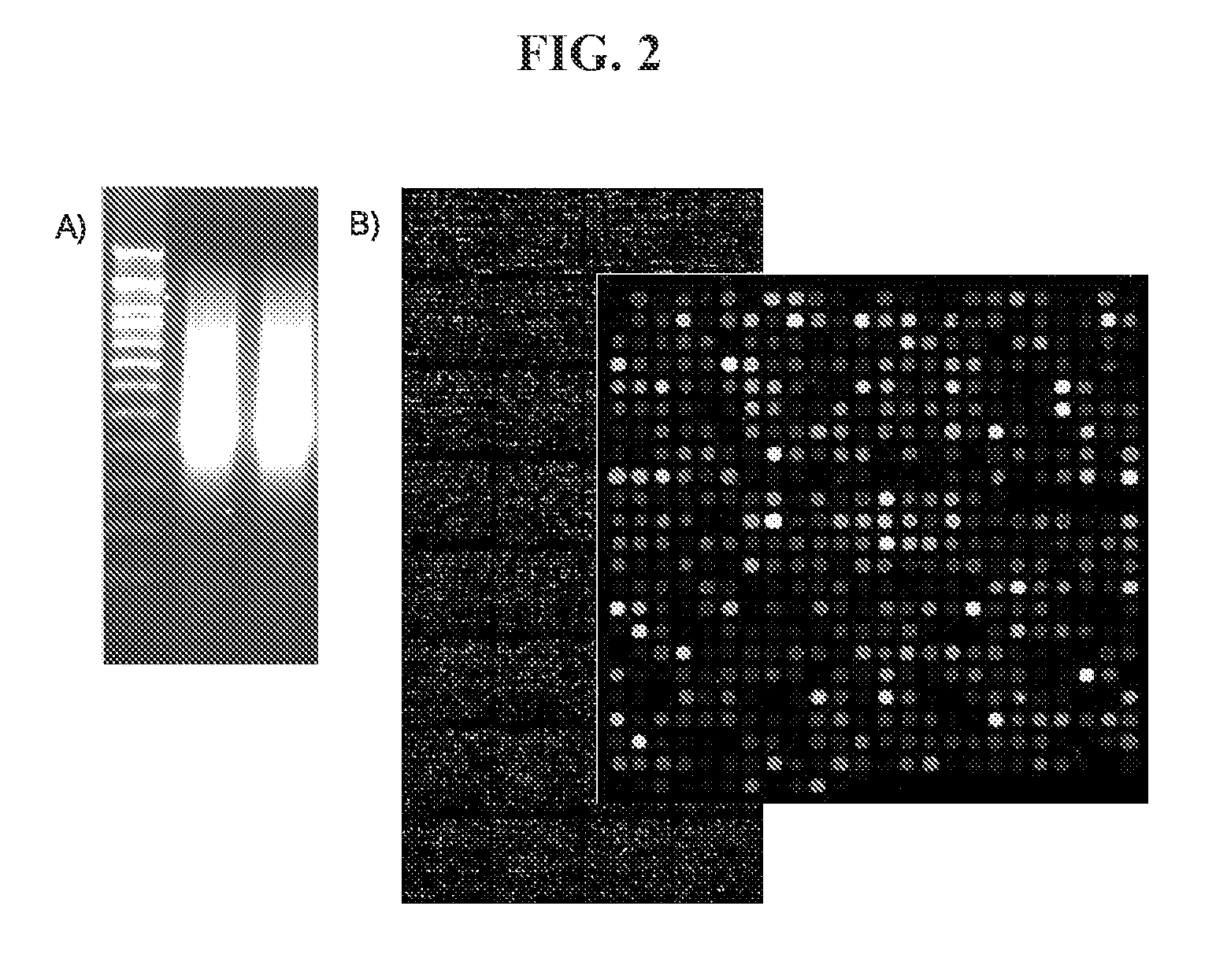 Linear amplification of RNA