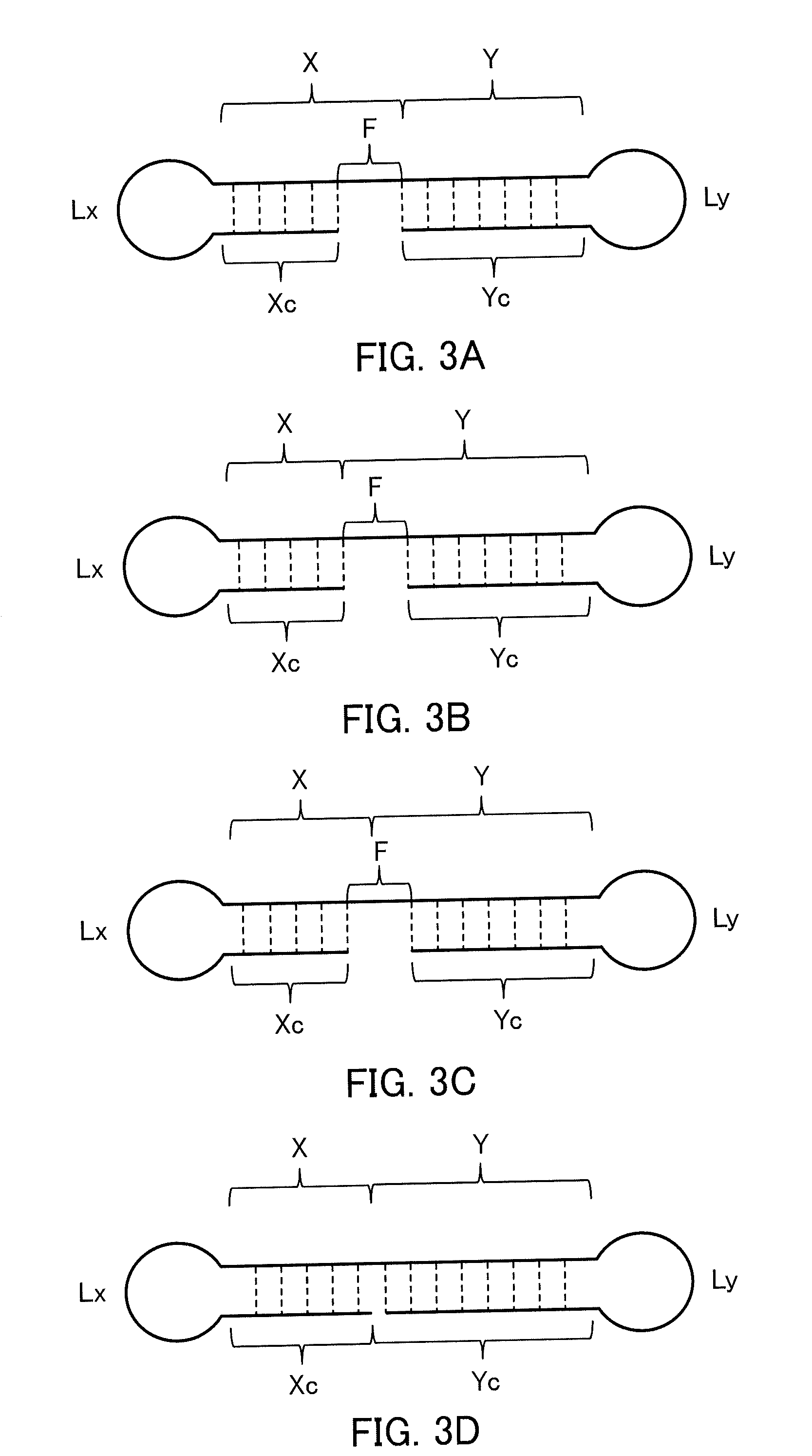 Single-stranded nucleic acid molecule having nitrogen-containing alicyclic skeleton