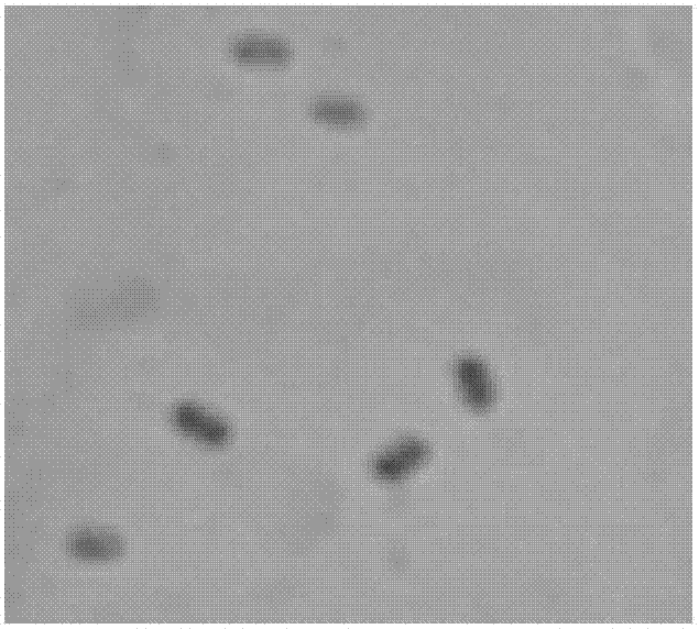 Bacillus amyloliquefaciens GN03 and application thereof